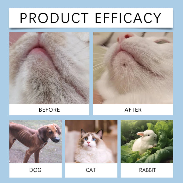 Kit de soins dentaires pour chiens et chats