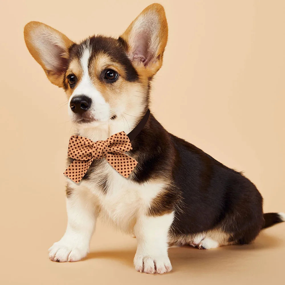 A small brown and white dog wearing a plaid and dot pet bow tie.