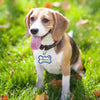 A brown and white dog stands in green grass with a blue tag on its collar.