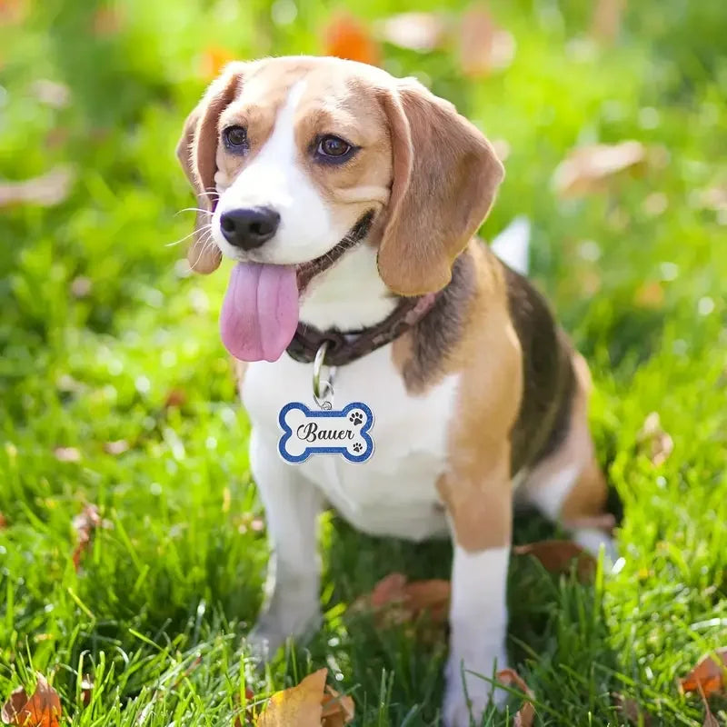 A brown and white dog stands in green grass with a blue tag on its collar.