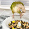 Natural Pumice Feeding Bowl with Anti-Tip Base for Small Parrots
