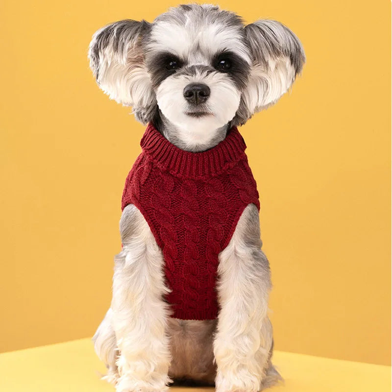 A small, fluffy dog wearing a red turtleneck knit sweater against a yellow background.