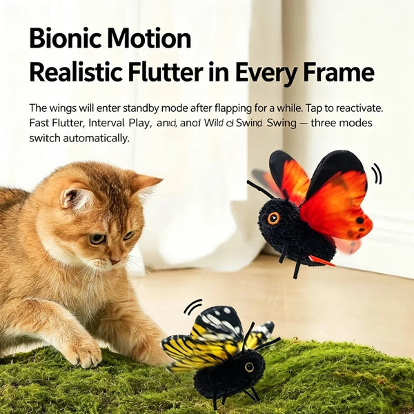 A small orange cat is looking at a black and orange butterfly on green moss.