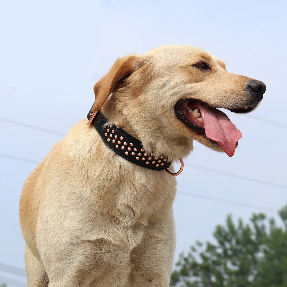 A light-colored dog is shown with a black leather collar adorned with small metal spikes.