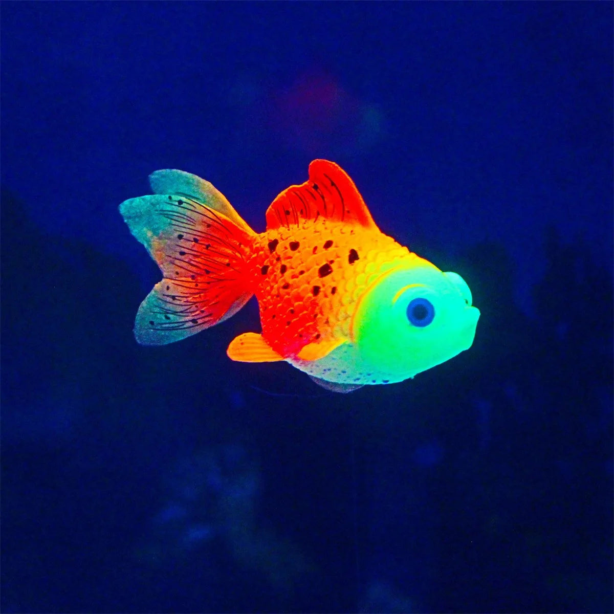 Leuchtender Goldfisch mit leuchtend orange, gelber und blauer Färbung, der im dunklen Wasser schwimmt.