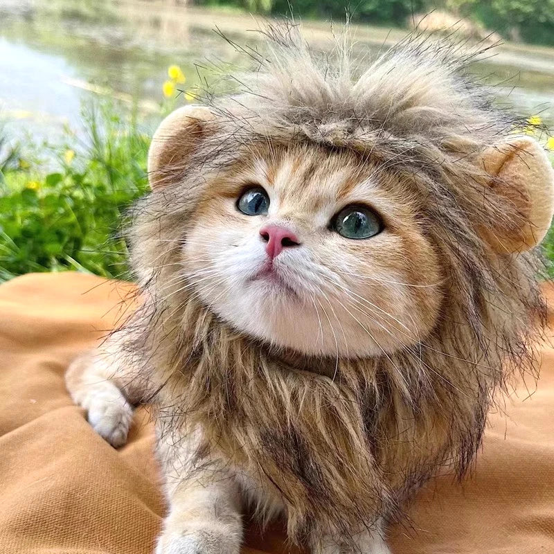 A fluffy, light brown lion mane costume hat for a kitten with blue eyes sitting on a brown fabric.