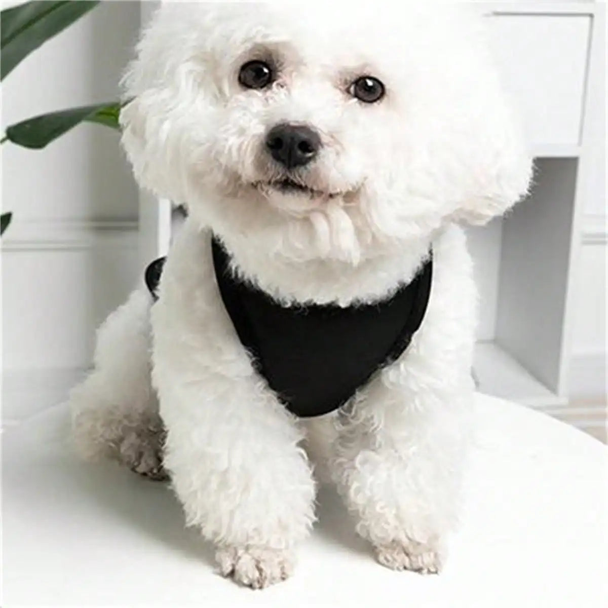 A fluffy white dog wearing a black pet vest sitting on a white surface.