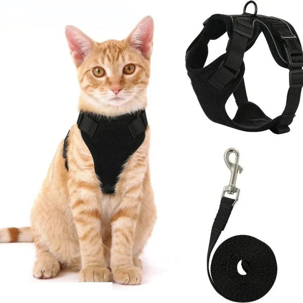 An orange tabby cat wearing a black escape-proof adjustable harness and leash.