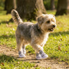 Breathable Anti-Slip Dog Shoes with Adjustable Straps