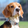 Personalisierte Nylon-Hundehalsband mit graviertem ID-Plättchen