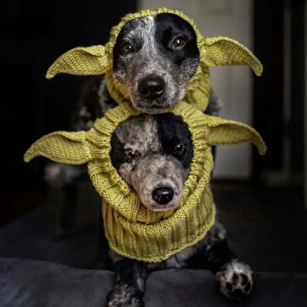Hund trägt eine gelbe Strickohrenschutzmütze für den Winter