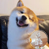 A fluffy Shiba Inu dog looking happy while holding a clear acrylic keychain shaped like a cat.