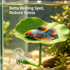 A Betta fish rests on a green artificial lotus leaf in an aquarium setting.