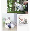 A white cat wearing a blue bowknot harness and leash is shown in outdoor settings.