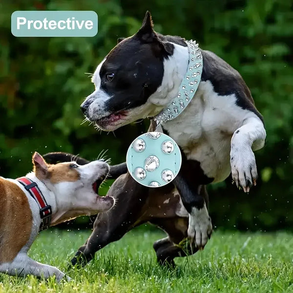 A black and white dog wearing a silver studded leather collar and leash, interacting with another dog in a grassy field.