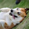 A light brown and white dog lying down, looking toward the camera.