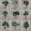 Artificial Hydroponic Plant with Visible Roots – Lifelike Greenery for Home & Event Decor
