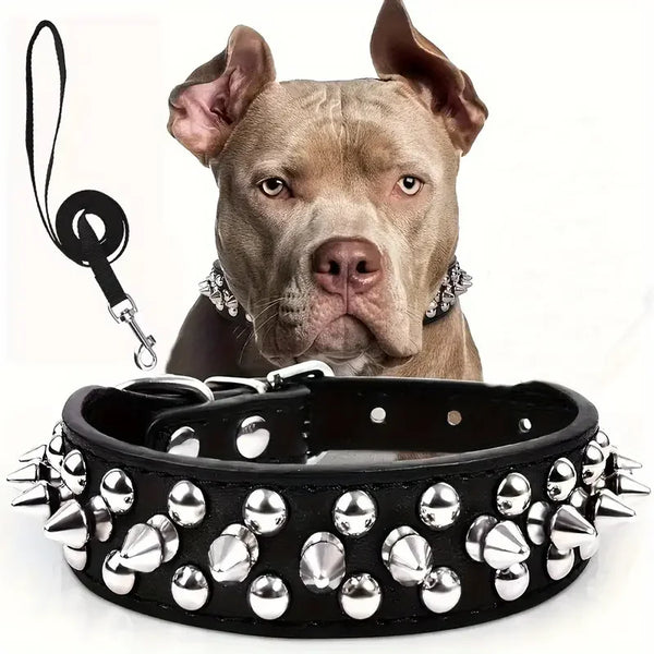 A close-up photo of a light brown dog wearing a black studded leather collar and leash set.