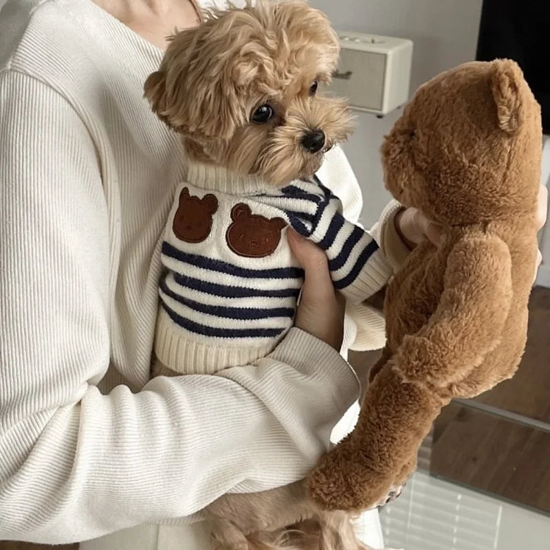 A small dog is being held by a person wearing a white sweater, featuring a striped bear cardigan pet sweater.