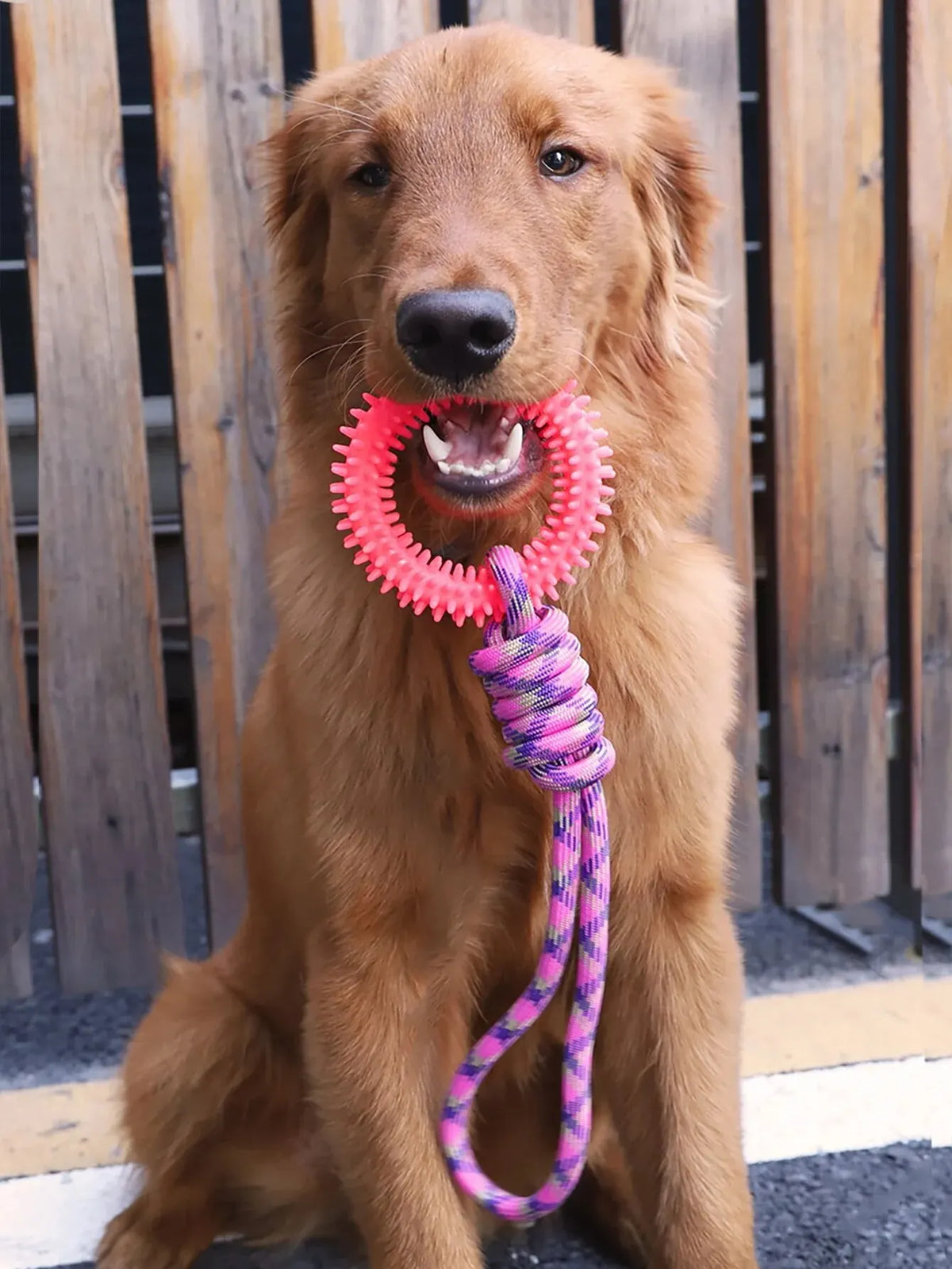 A golden retriever sits looking at the camera with a pink dental chew ring attached to its mouth.