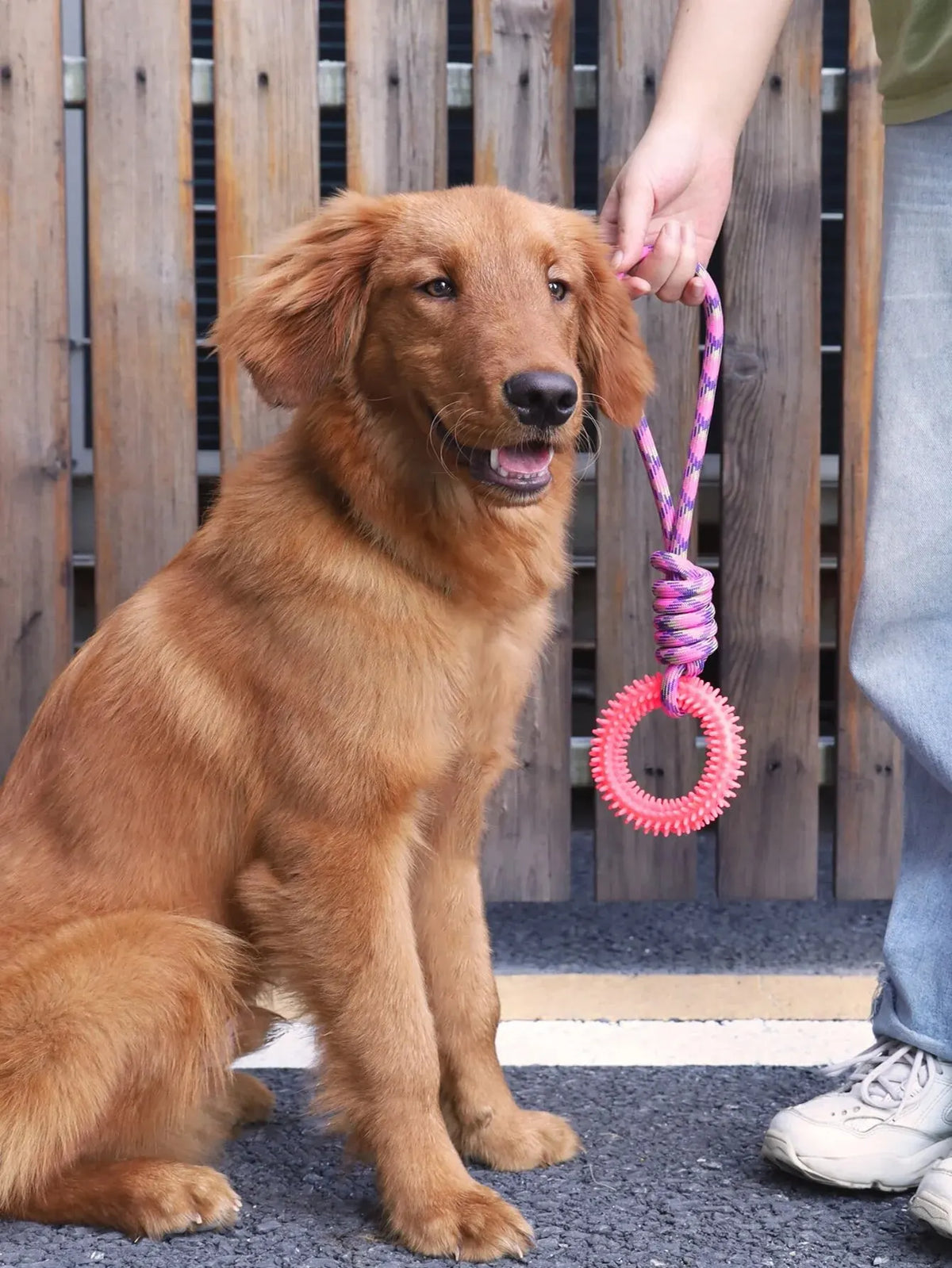 A golden-colored dog is sitting and holding a pink interactive dental chew ring on a leash.