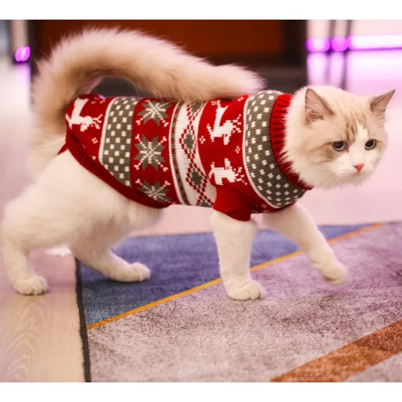 A fluffy white cat wearing a festive red and white knitted sweater.