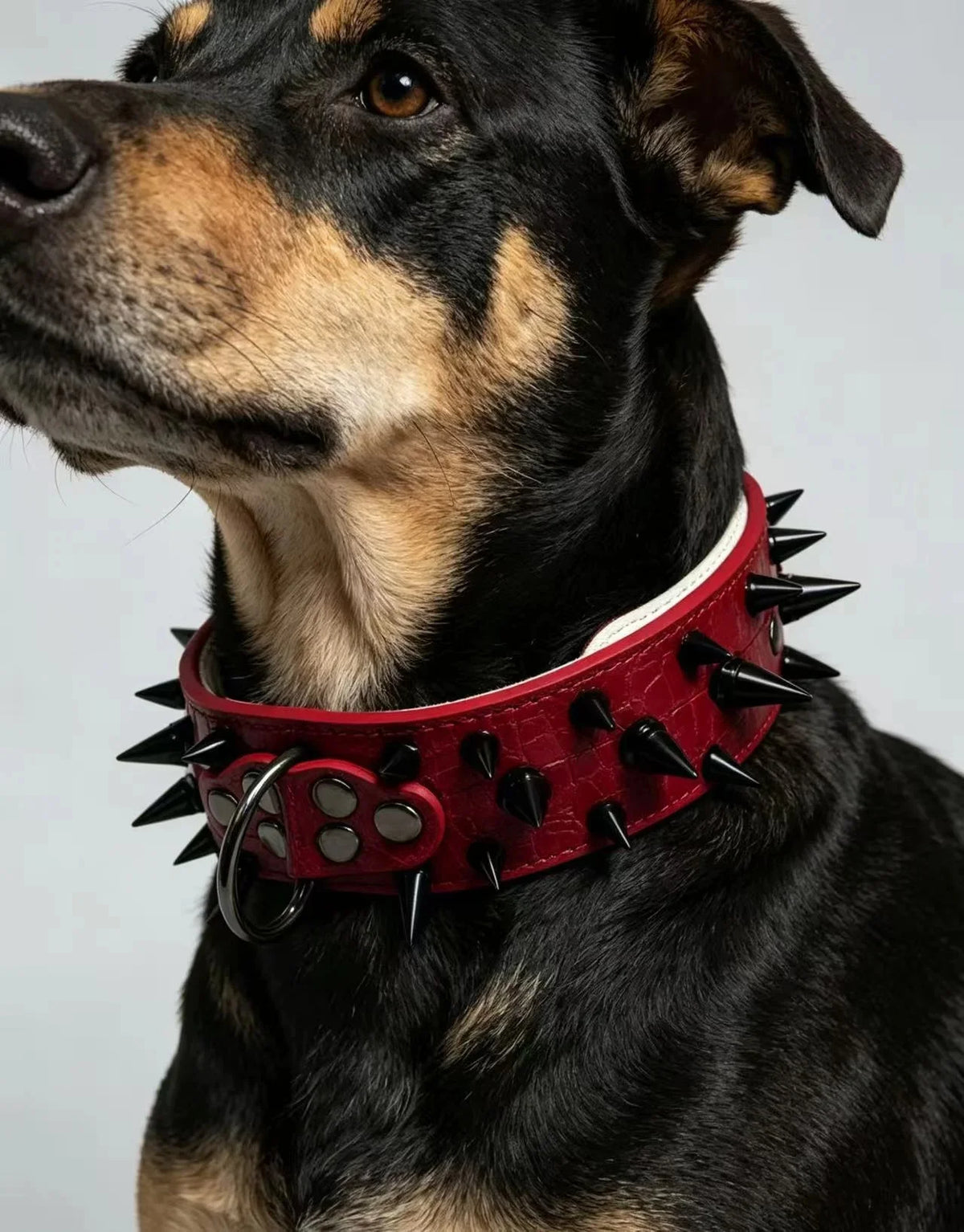 A close-up of a black and tan dog wearing a red spiked leather collar.