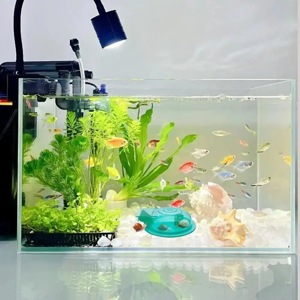 A clear aquarium trap designed to catch snails, featuring various aquatic plants and decorative stones.