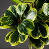 Artificial Heart-Leaf Ficus Plant with Green Leaves
