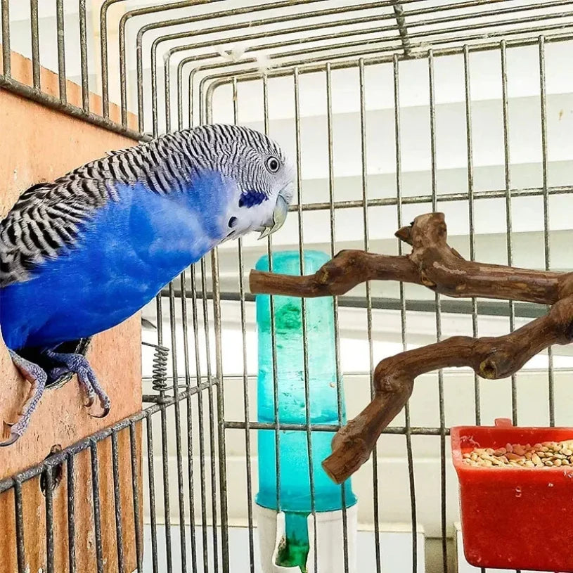 Ein blau-grauer Kakadu sitzt auf einem natürlichen Traubenzweig in einem Drahtkäfig.