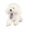 A fluffy white dog wearing an adjustable pet bow tie collar.