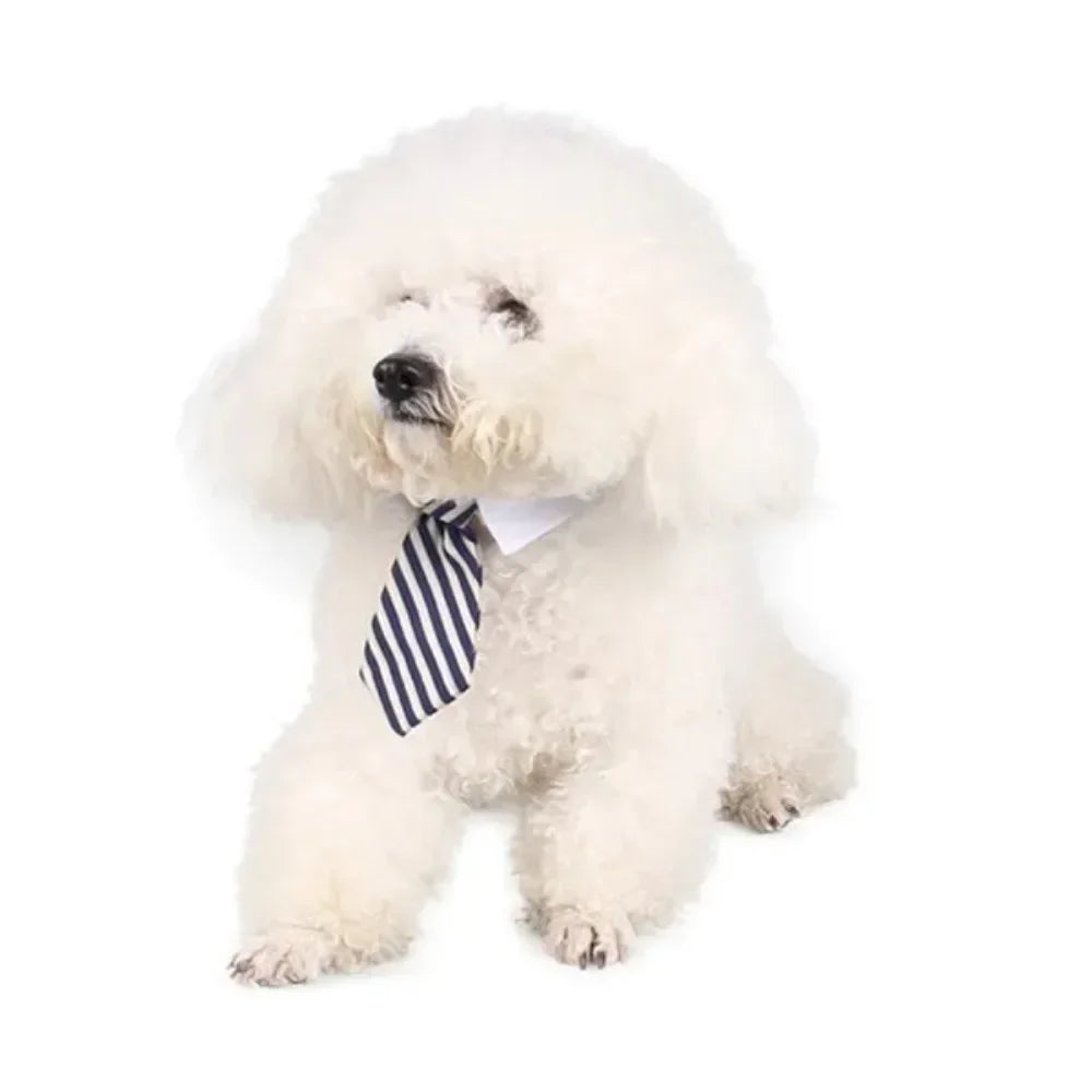A fluffy white dog wearing an adjustable pet bow tie collar.
