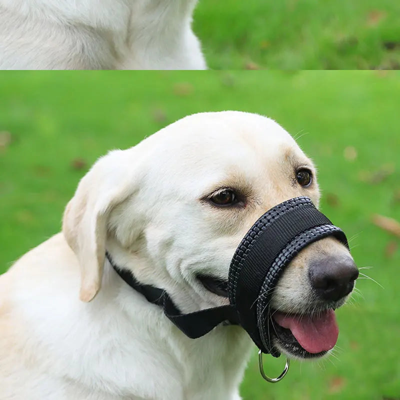 A light-colored dog wearing a black adjustable muzzle for training or walks.