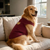 A golden retriever wearing a maroon dog vest with a yellow bear patch, sitting on a light-colored sofa.