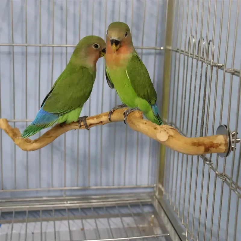 Zwei kleine grüne und rosa Vögel sitzen auf einem natürlichen Traubenzweig in einem Drahtkäfig.