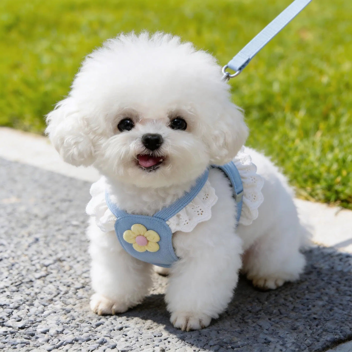 Princess Lace Pet Harness and Leash Set for Small Dogs and Cats