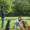 A variety of dog breeds are shown outdoors with adjustable collars, including a black dog and several golden and brown dogs.