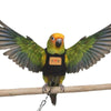 Adjustable Parrot Flying Harness with Leash for Small to Medium Birds