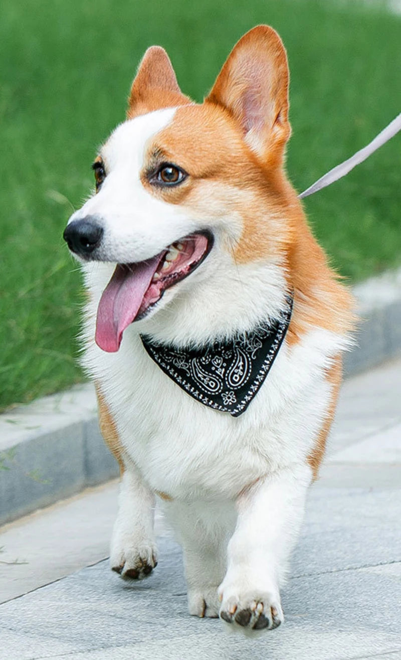 Verstellbares PU-Hundehalsband mit passendem Schal