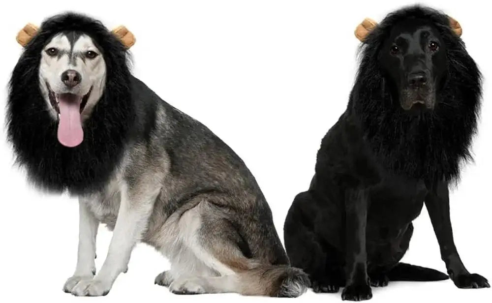 A black and white dog with a lion mane costume sitting for a photo.