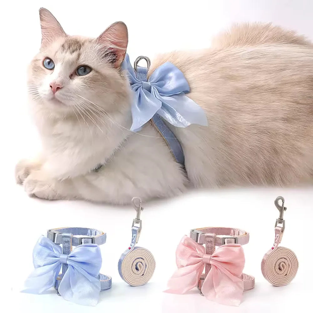 A fluffy light gray cat wearing a blue bow harness and leash set