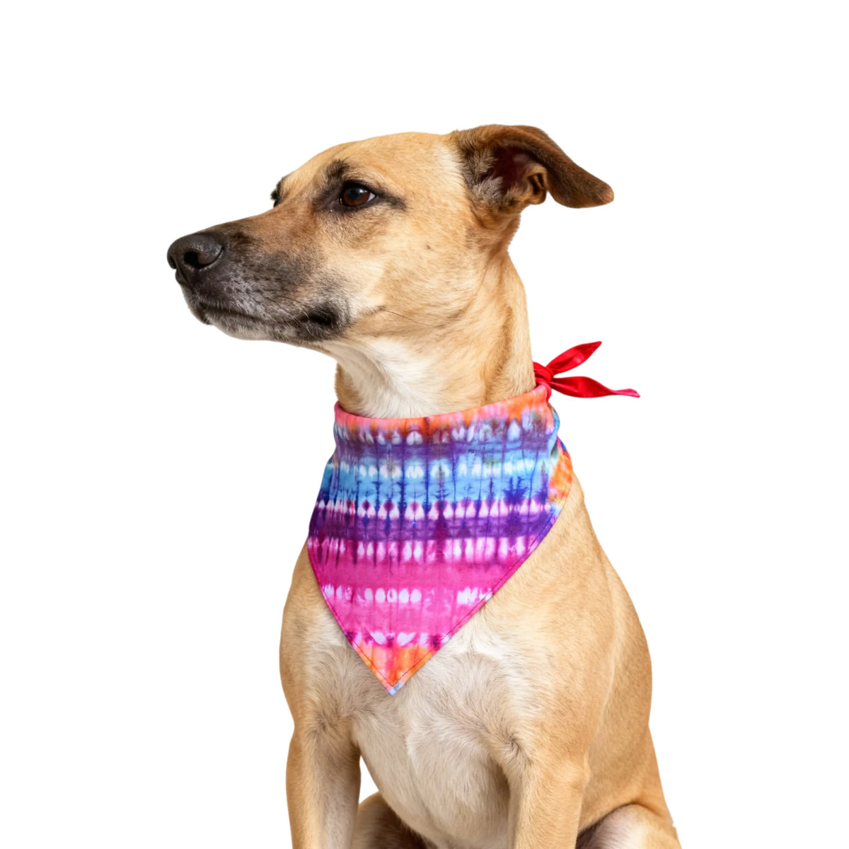 A light brown dog is looking to the left, wearing a colorful tie-dye bandana around its neck.