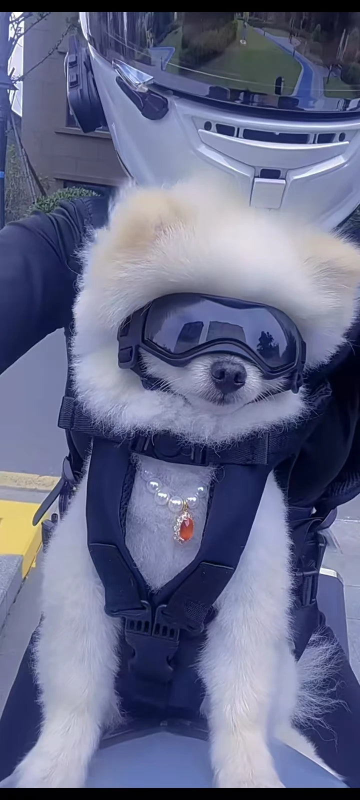 Mochila Portaperros de Pecho