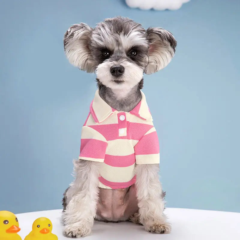 A small, fluffy grey dog wearing a pink and white striped polo shirt against a light blue background.