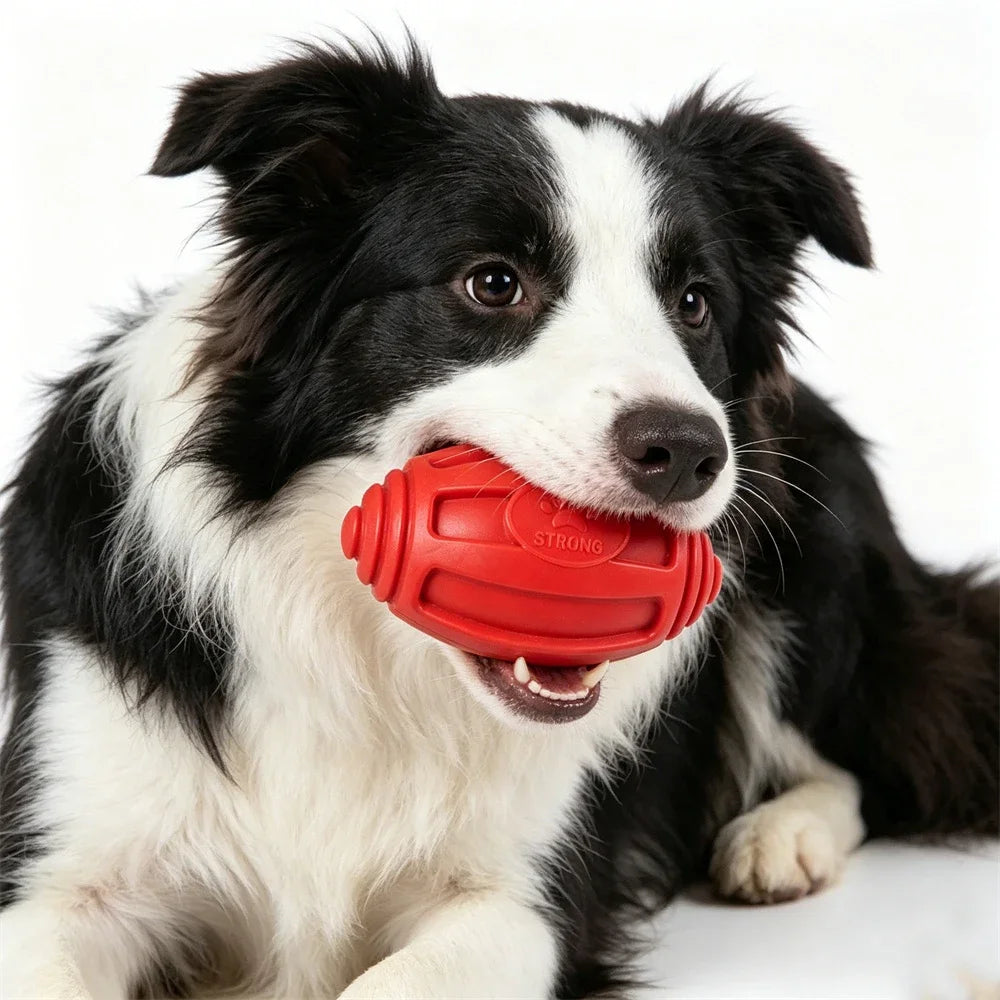 A black and white dog is holding a red hexagonal chew toy.