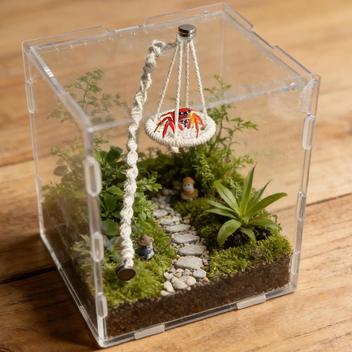 Habitat en verre transparent avec paysage de mousse, petites plantes et un pont pour araignée sauteuse et crabe hermit.
