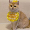 Happy Birthday Pet Party Hat and Bib Set
