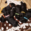 A pile of twelve black puppy collars with various colored nylon straps resting on a brown and white fuzzy blanket.
