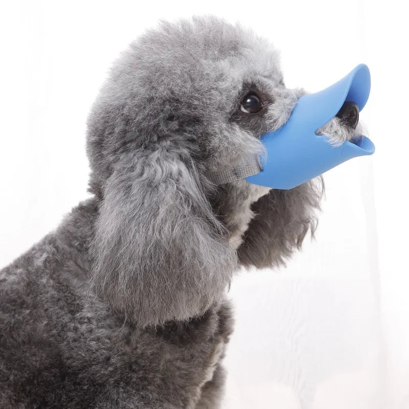A gray poodle wearing a blue silicone dog muzzle with an adjustable fit.