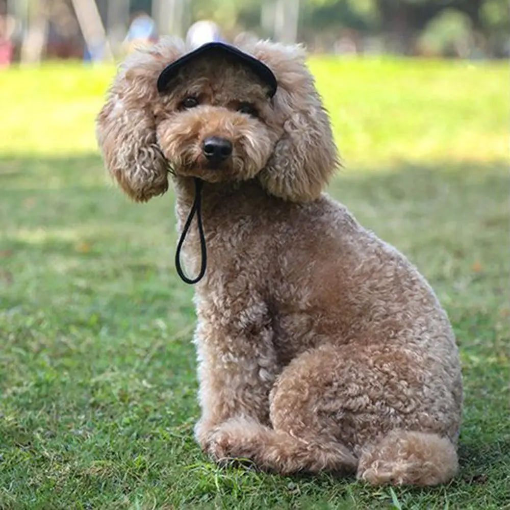 Ein hellbrauner Pudel mit schwarzer, anpassbarer Baseballkappe sitzt auf grünem Gras.
